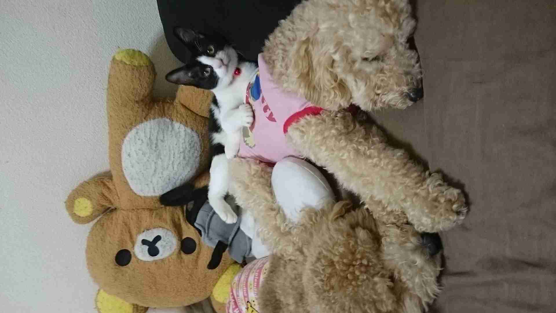 犬と猫って仲良し？それとも？な画像を貼るトピ