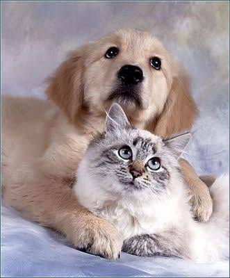 犬と猫って仲良し？それとも？な画像を貼るトピ