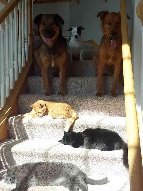 犬と猫って仲良し？それとも？な画像を貼るトピ