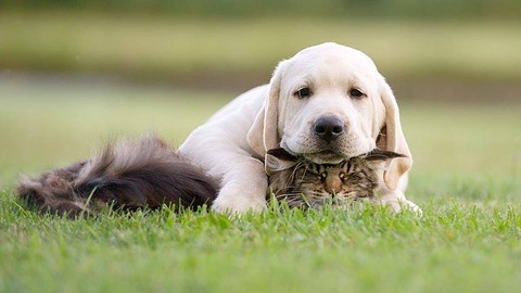 犬と猫って仲良し？それとも？な画像を貼るトピ