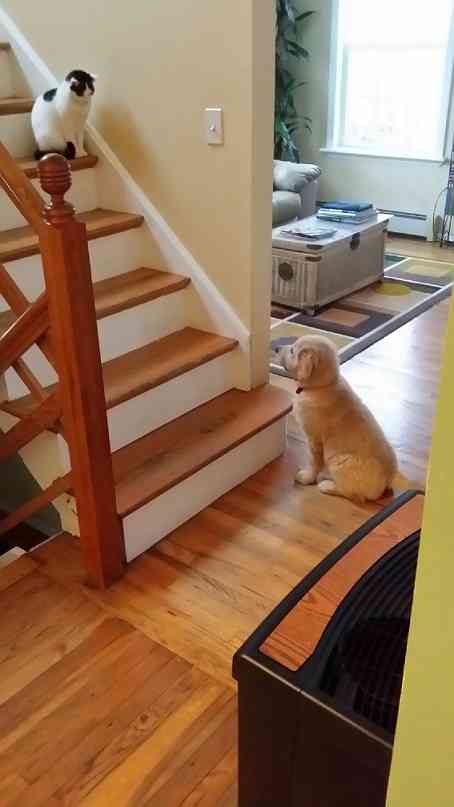 犬と猫って仲良し？それとも？な画像を貼るトピ