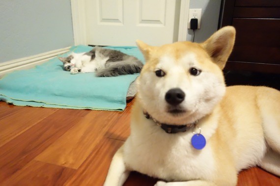 犬と猫って仲良し？それとも？な画像を貼るトピ