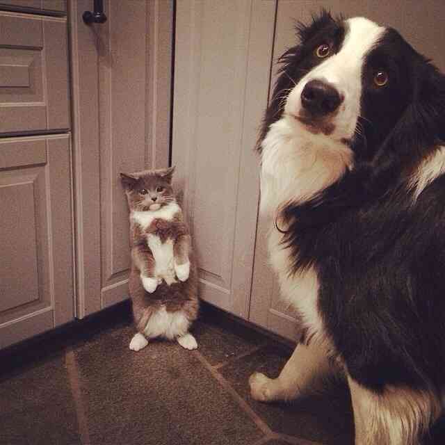 犬と猫って仲良し？それとも？な画像を貼るトピ