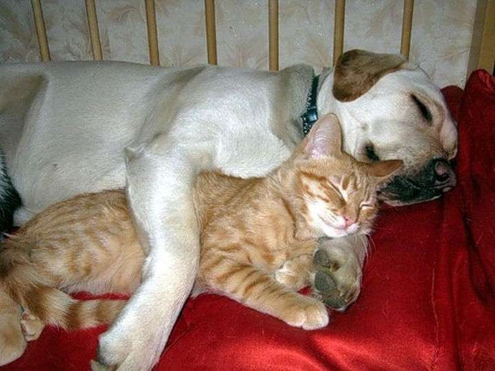 犬と猫って仲良し？それとも？な画像を貼るトピ