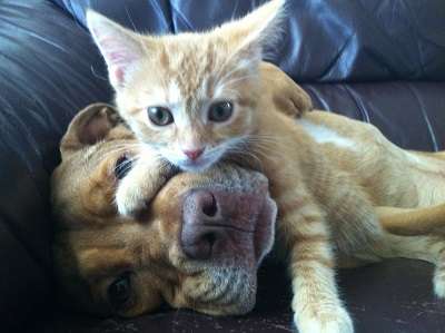 犬と猫って仲良し？それとも？な画像を貼るトピ