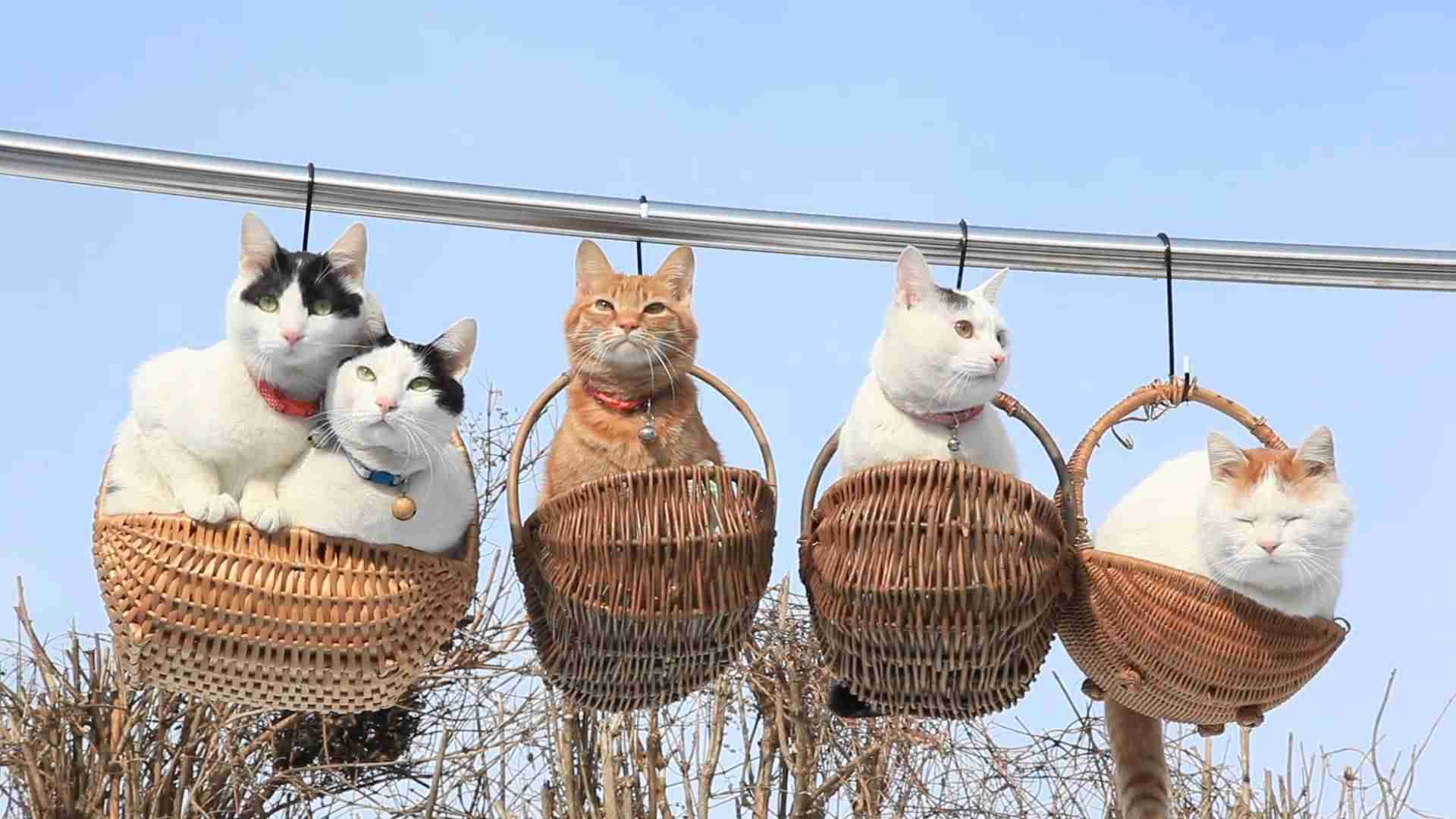 おすすめのかごバッグ