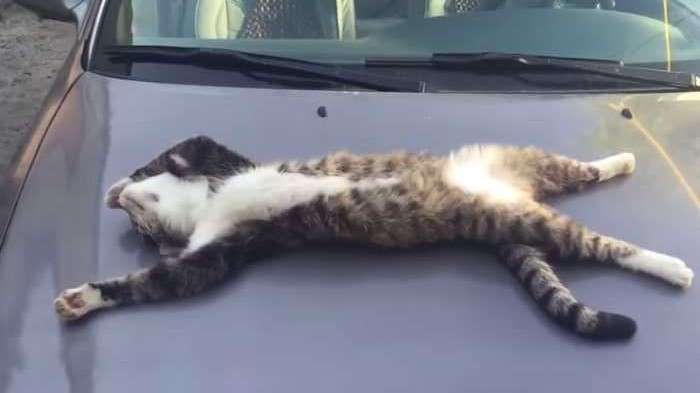 【炎上】ホンダの新車を買ったらワッフルが入っていた。店長は「動物が入れたんです」と認めない