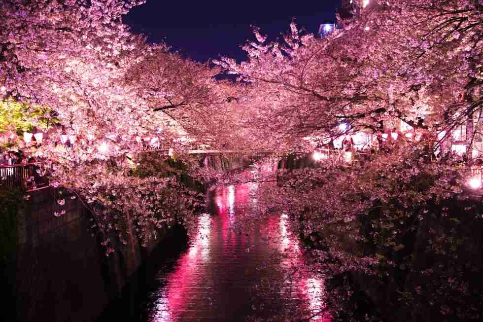 【2016】ガルちゃんお花見会場【桜咲く】