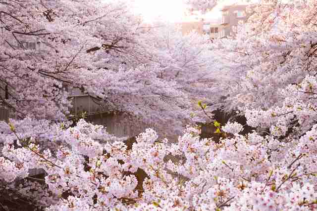 【2016】ガルちゃんお花見会場【桜咲く】