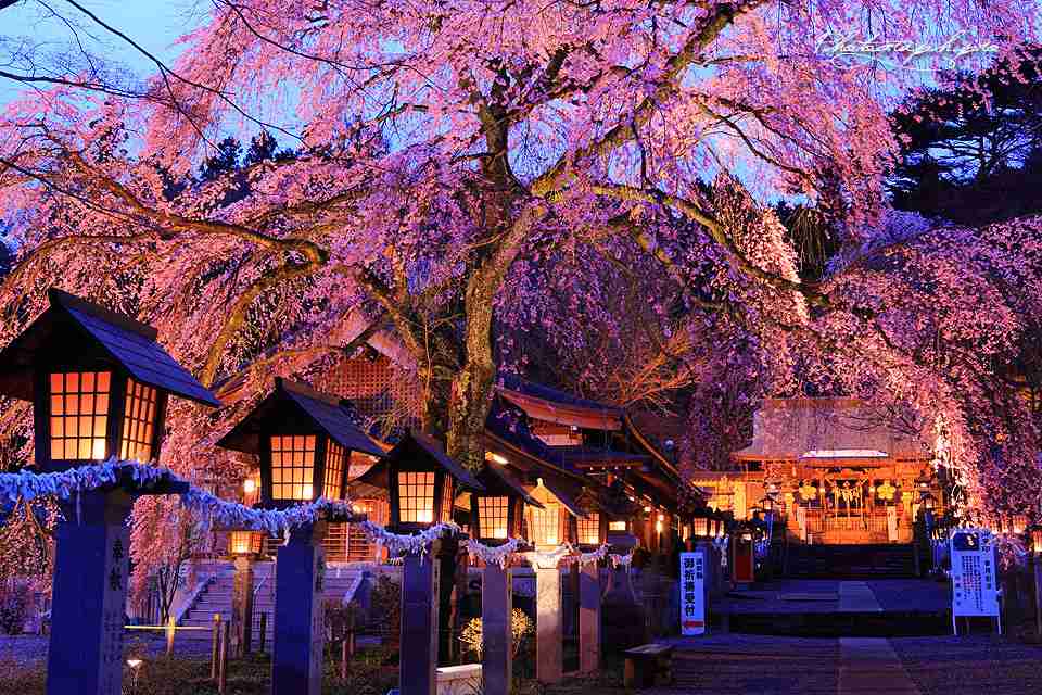 【2016】ガルちゃんお花見会場【桜咲く】