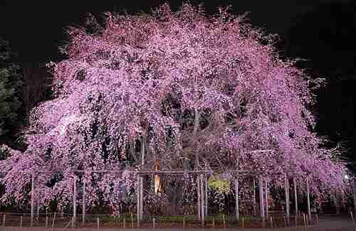 【2016】ガルちゃんお花見会場【桜咲く】