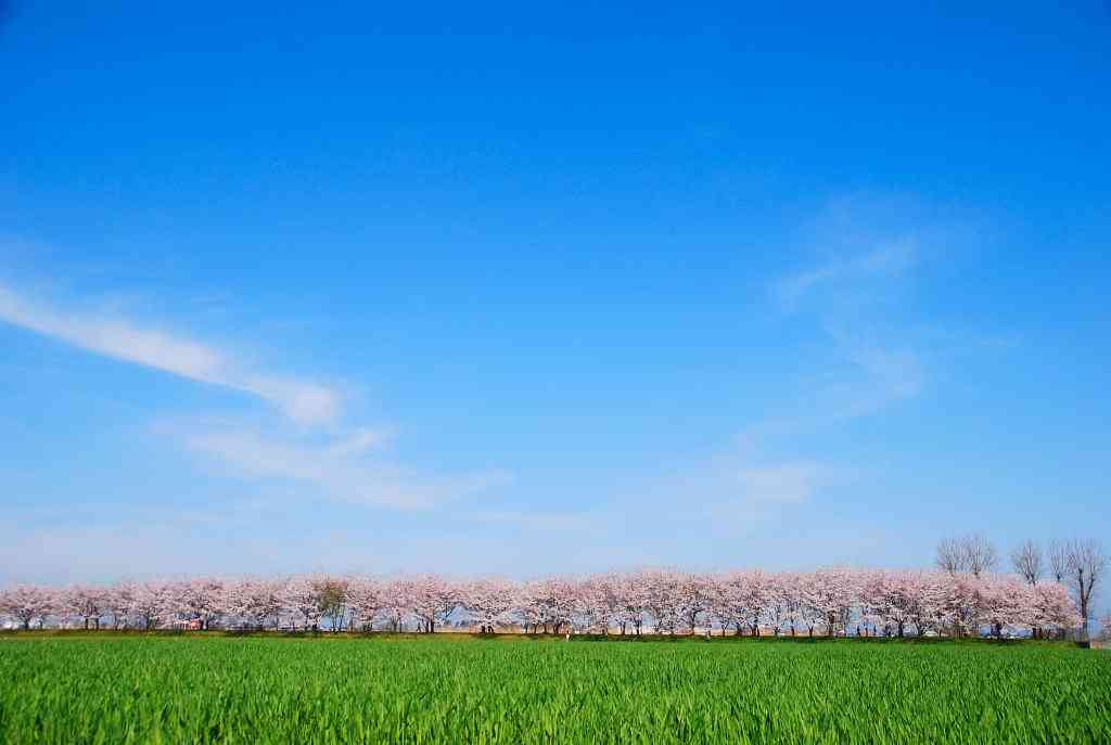 【2016】ガルちゃんお花見会場【桜咲く】