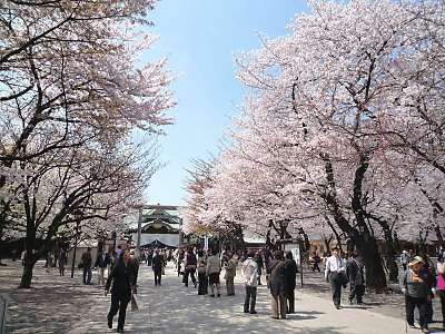 【2016】ガルちゃんお花見会場【桜咲く】