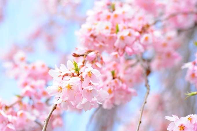 【2016】ガルちゃんお花見会場【桜咲く】