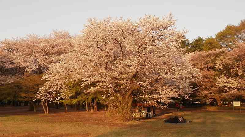 【2016】ガルちゃんお花見会場【桜咲く】