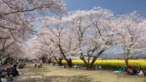 【2016】ガルちゃんお花見会場【桜咲く】