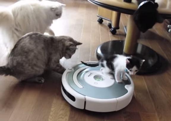 ガルちゃん猫カフェ☆３号店オープンしました♪ 