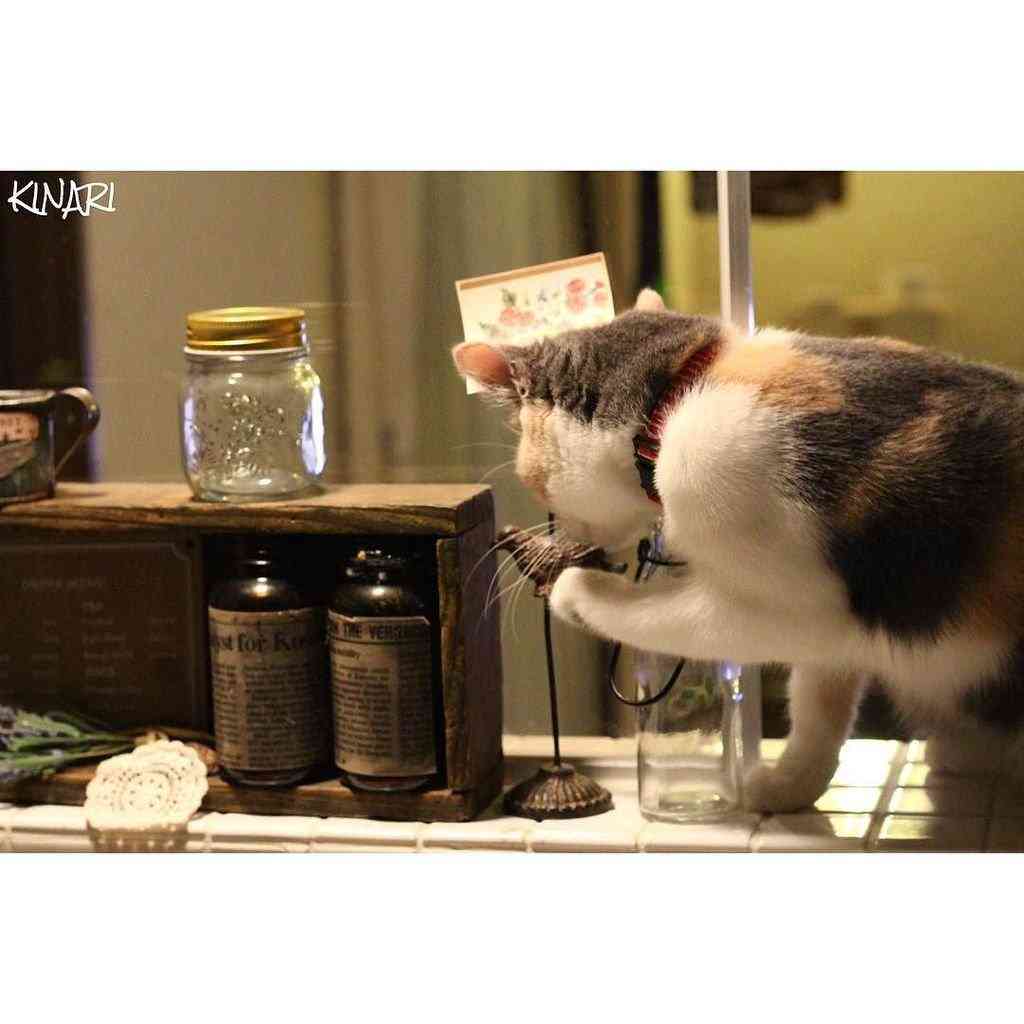 ガルちゃん猫カフェ☆３号店オープンしました♪ 