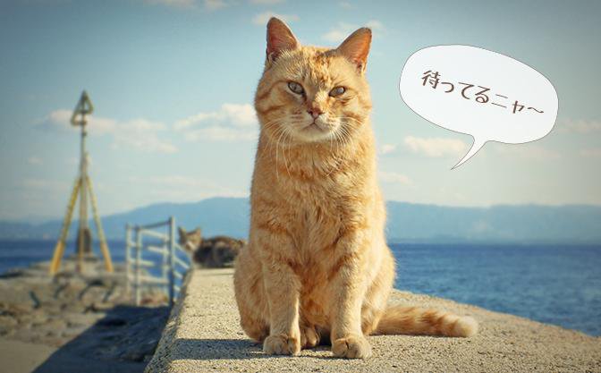 ガルちゃん猫カフェ☆３号店オープンしました♪ 