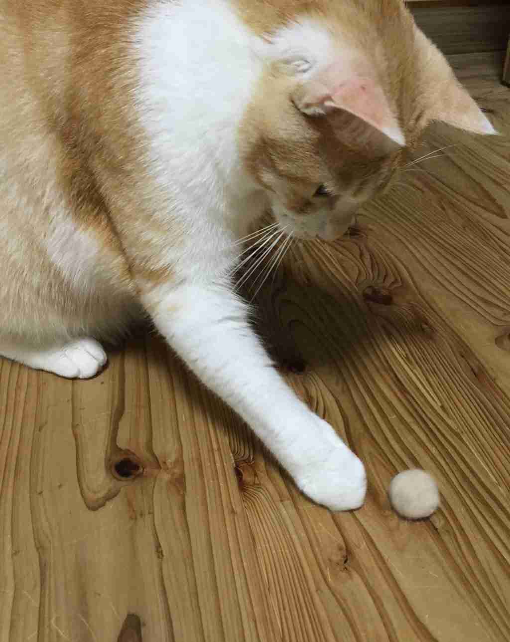 ガルちゃん猫カフェ☆３号店オープンしました♪ 