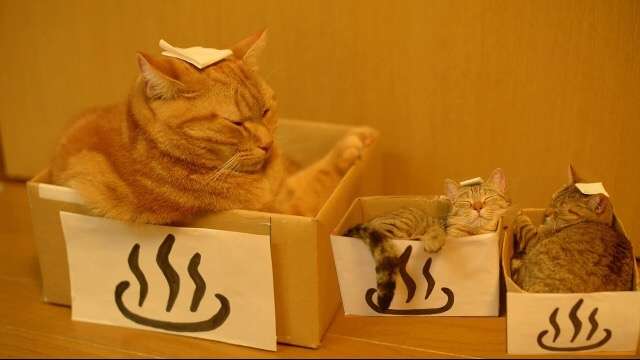 ガルちゃん猫カフェ☆３号店オープンしました♪ 