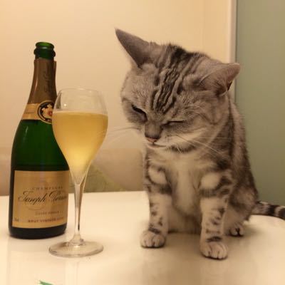ガルちゃん猫カフェ☆３号店オープンしました♪ 