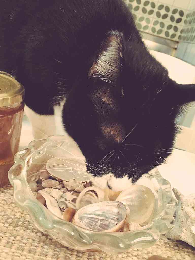 ガルちゃん猫カフェ☆３号店オープンしました♪ 
