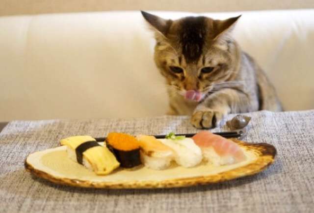 ガルちゃん猫カフェ☆３号店オープンしました♪ 
