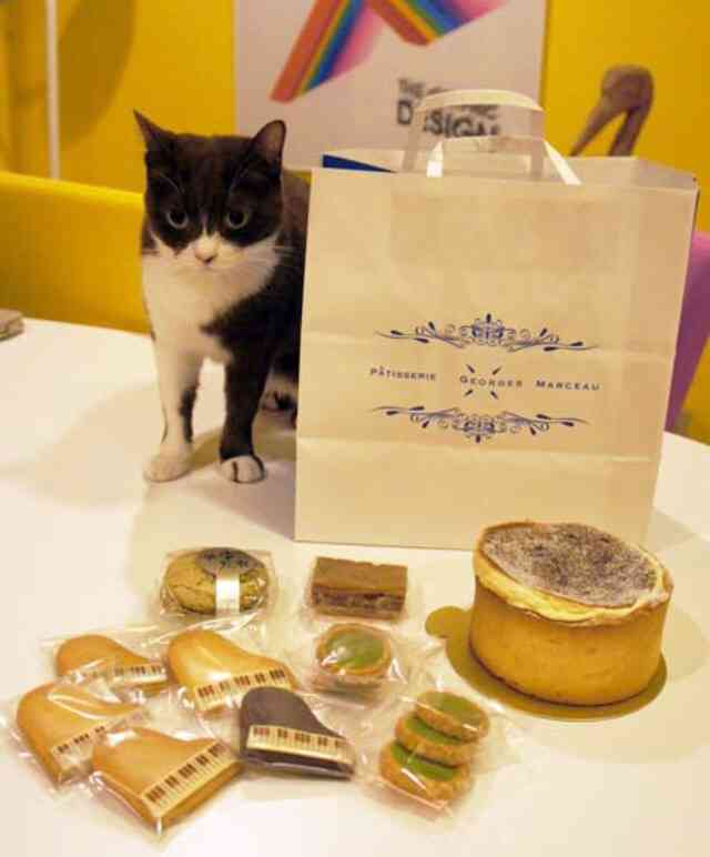 ガルちゃん猫カフェ☆３号店オープンしました♪ 