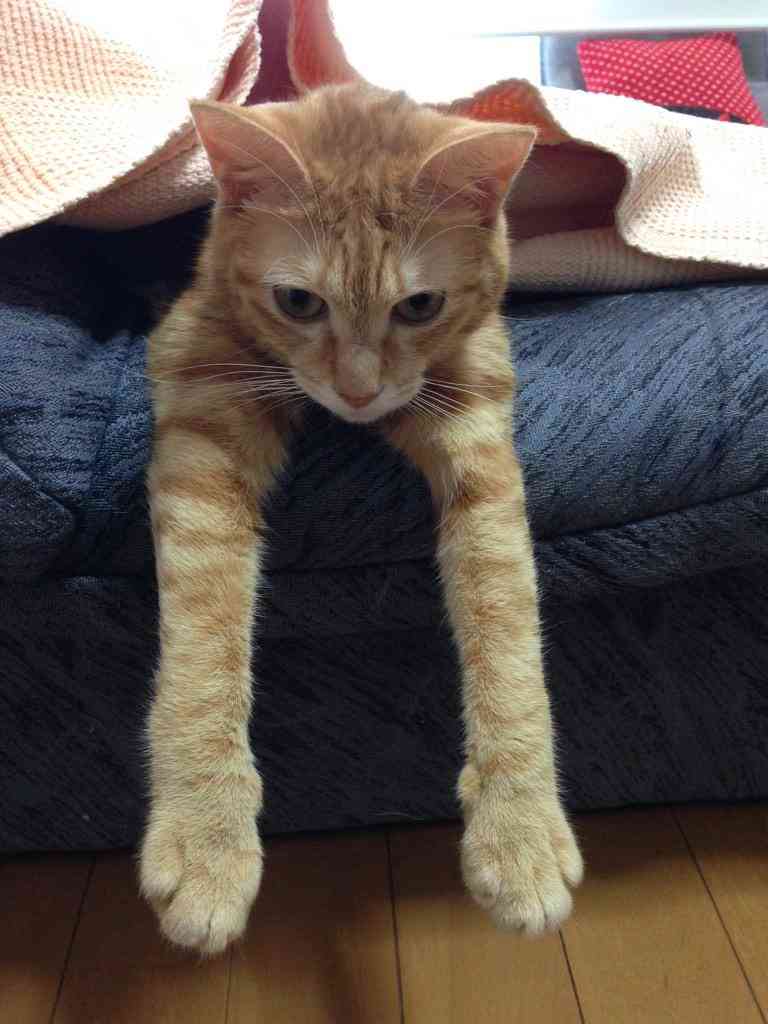 ガルちゃん猫カフェ☆３号店オープンしました♪ 