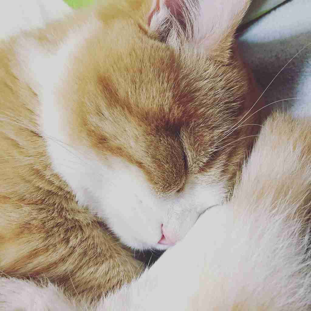 ガルちゃん猫カフェ☆３号店オープンしました♪ 