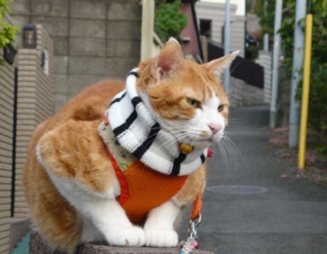 ガルちゃん猫カフェ☆３号店オープンしました♪ 