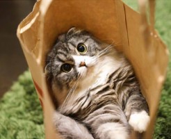 ガルちゃん猫カフェ☆３号店オープンしました♪ 