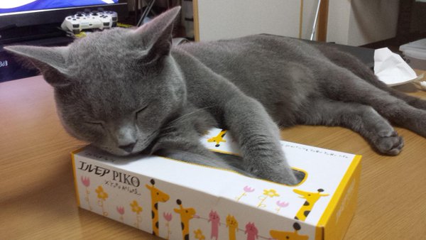 ガルちゃん猫カフェ☆３号店オープンしました♪ 