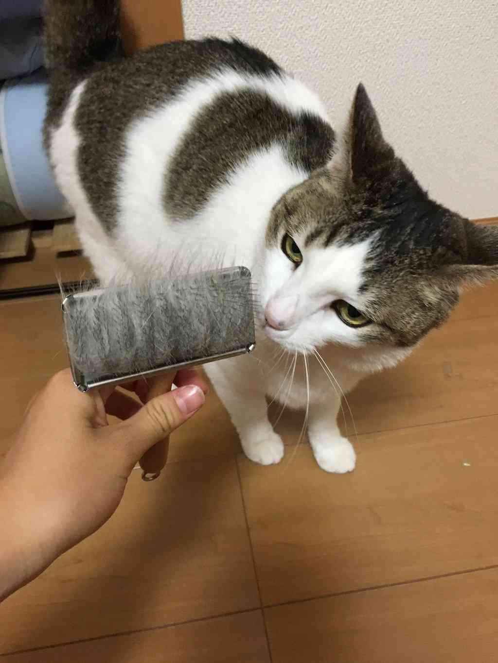ガルちゃん猫カフェ☆３号店オープンしました♪ 