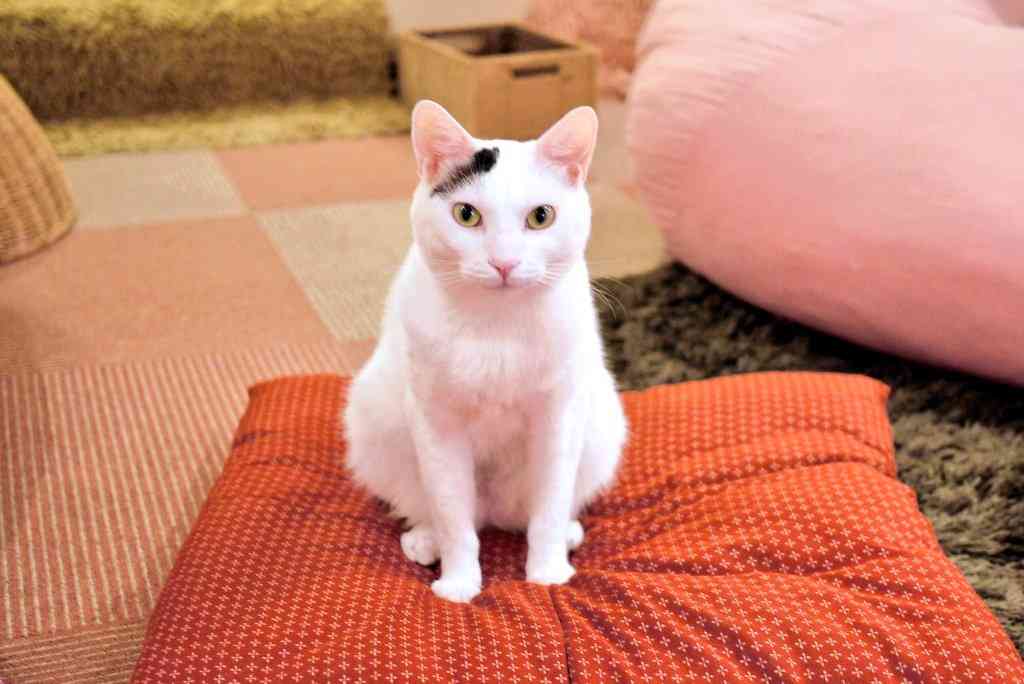 ガルちゃん猫カフェ☆３号店オープンしました♪ 