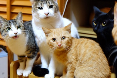 ガルちゃん猫カフェ☆３号店オープンしました♪ 