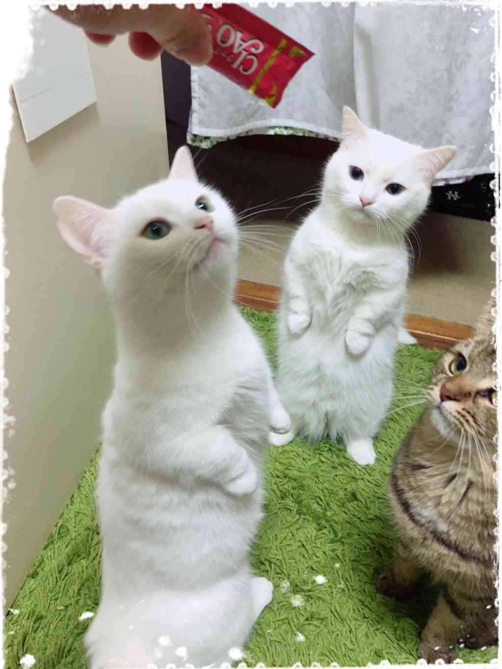 ガルちゃん猫カフェ☆３号店オープンしました♪ 