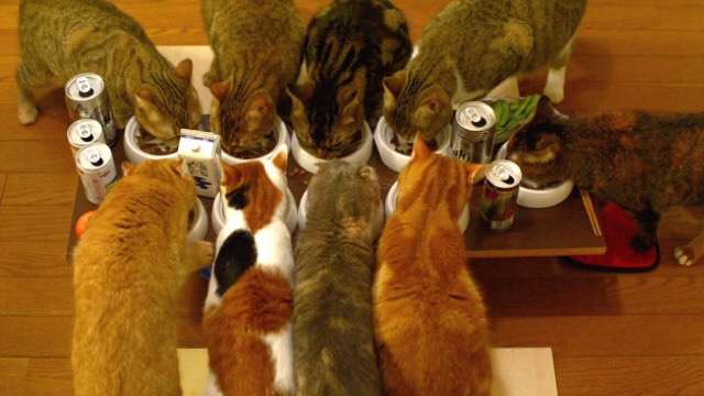 ガルちゃん猫カフェ☆３号店オープンしました♪ 