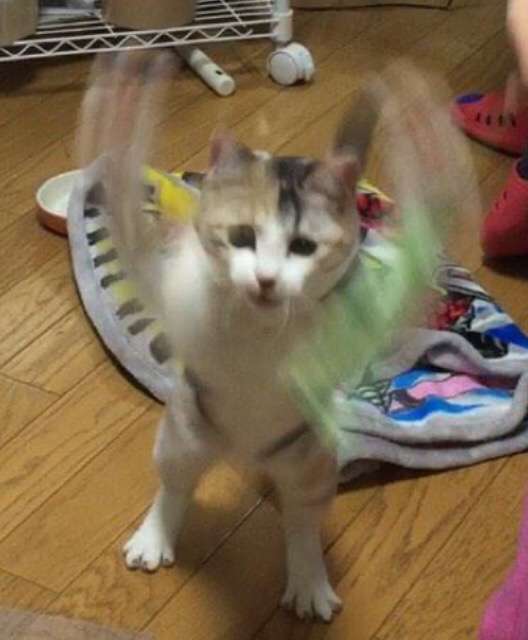 ガルちゃん猫カフェ☆３号店オープンしました♪ 