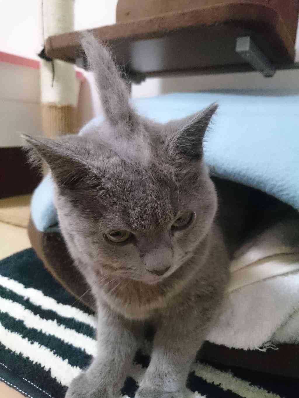 ガルちゃん猫カフェ☆３号店オープンしました♪ 