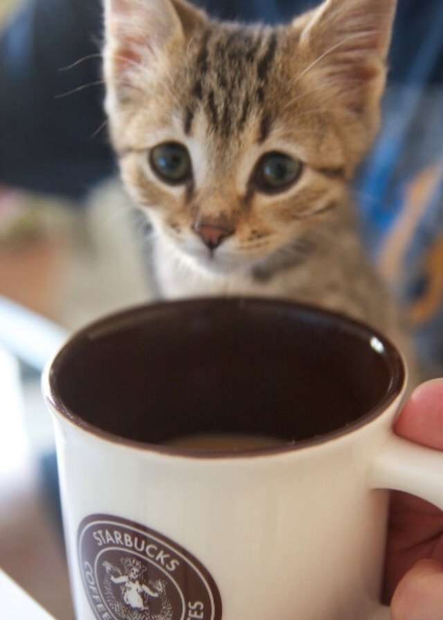 ガルちゃん猫カフェ☆３号店オープンしました♪ 