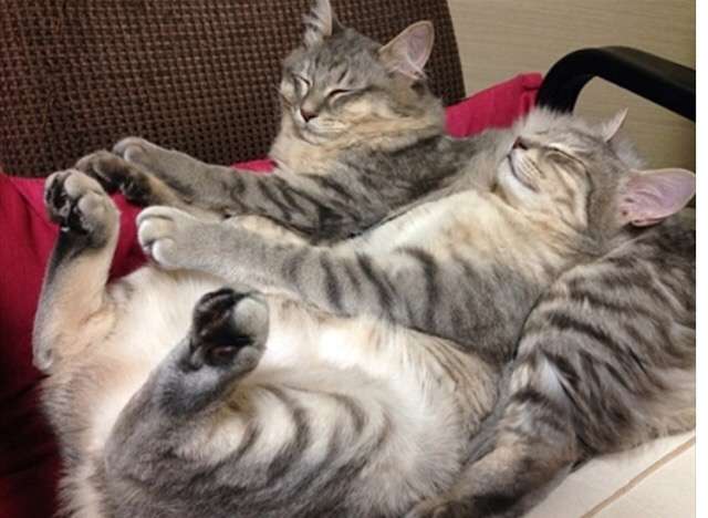 ガルちゃん猫カフェ☆３号店オープンしました♪ 