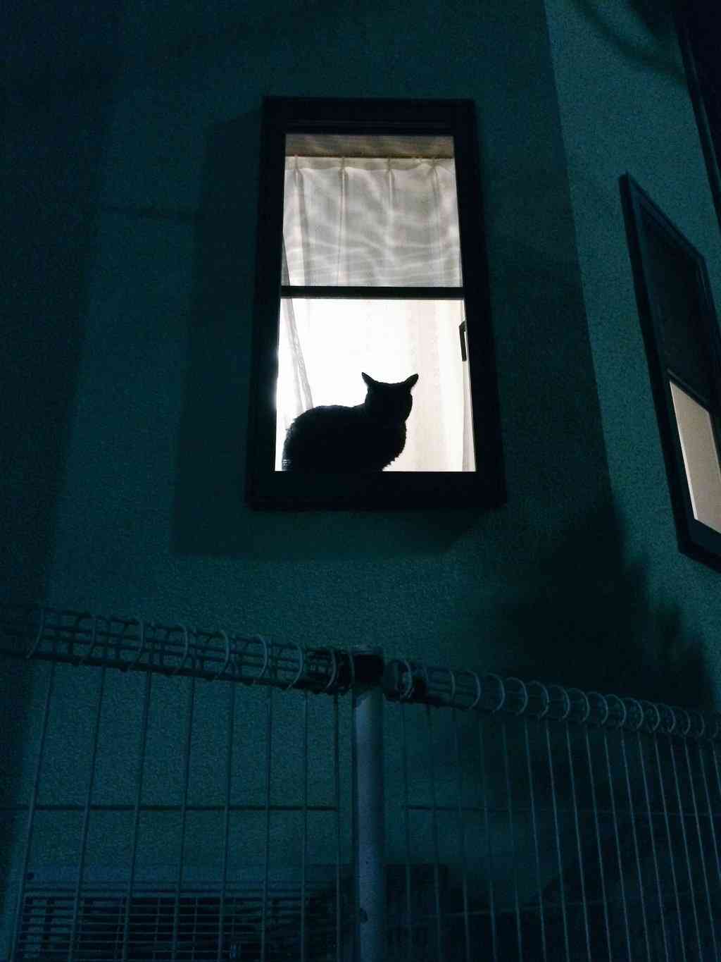 ガルちゃん猫カフェ☆３号店オープンしました♪ 