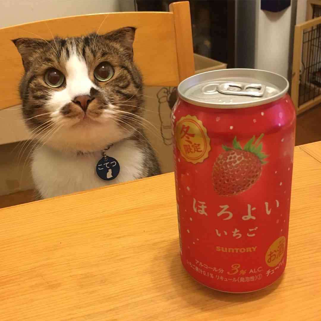 ガルちゃん猫カフェ☆３号店オープンしました♪ 