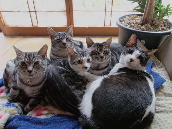 ガルちゃん猫カフェ☆３号店オープンしました♪ 
