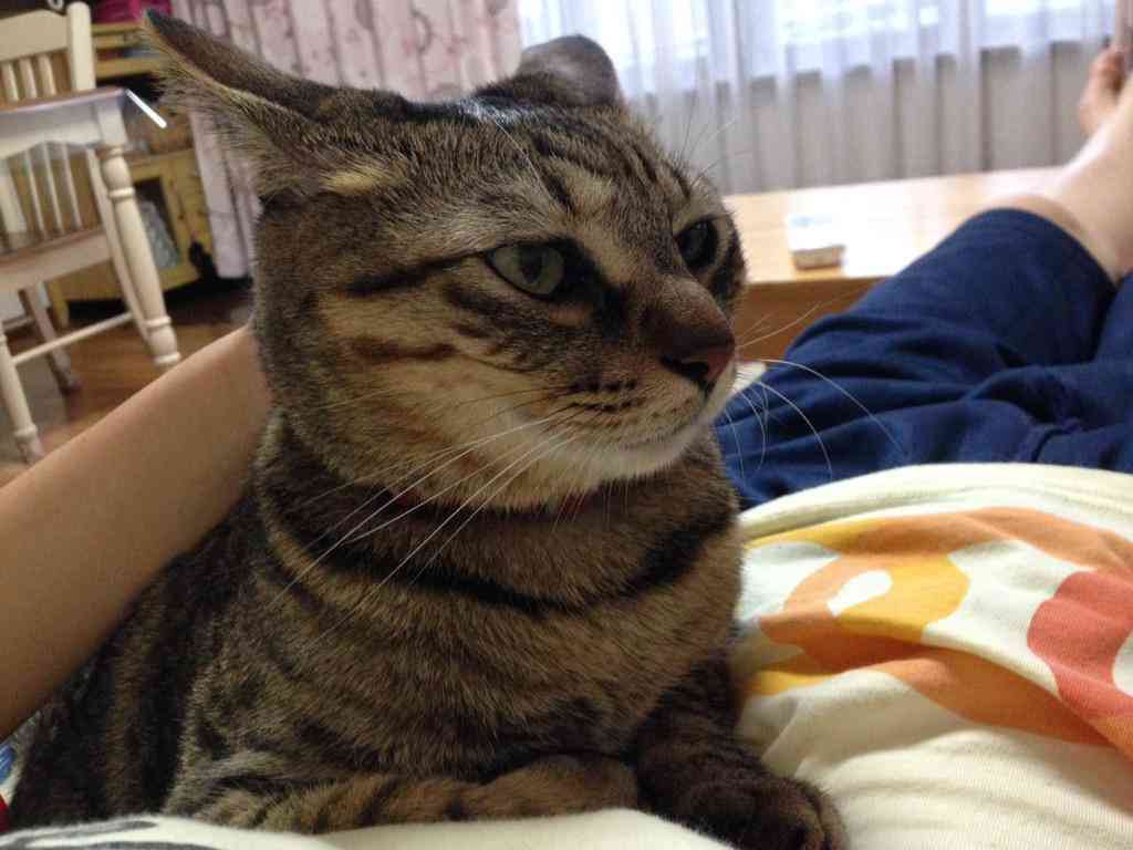 ガルちゃん猫カフェ☆３号店オープンしました♪ 