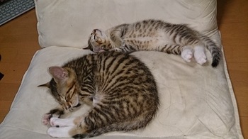 ガルちゃん猫カフェ☆３号店オープンしました♪ 