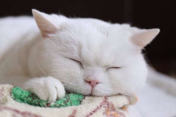 ガルちゃん猫カフェ☆３号店オープンしました♪ 
