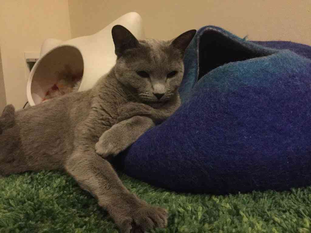 ガルちゃん猫カフェ☆３号店オープンしました♪ 